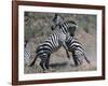 Fighting Burchell's Zebra, Serengeti, Tanzania-Dee Ann Pederson-Framed Photographic Print