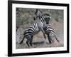 Fighting Burchell's Zebra, Serengeti, Tanzania-Dee Ann Pederson-Framed Photographic Print