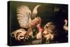 Fighting Cocks-Frans Snyders Or Snijders-Stretched Canvas