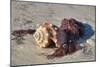Fighting conch shell, Honeymoon Island State Park, Dunedin, Florida, USA-Jim Engelbrecht-Mounted Photographic Print