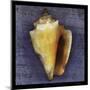 Fighting Conch-John Golden-Mounted Art Print