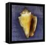 Fighting Conch-John W Golden-Framed Stretched Canvas