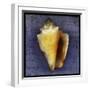 Fighting Conch-John W Golden-Framed Giclee Print