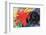 Fighting Forms-Franz Marc-Framed Premium Giclee Print