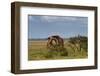 Fighting Giraffes at Etosha National Park-Circumnavigation-Framed Photographic Print