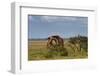 Fighting Giraffes at Etosha National Park-Circumnavigation-Framed Photographic Print