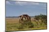 Fighting Giraffes at Etosha National Park-Circumnavigation-Mounted Photographic Print