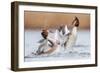 Fighting Grebes-Rien van Zuijlen-Framed Photographic Print