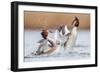 Fighting Grebes-Rien van Zuijlen-Framed Photographic Print