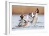 Fighting Grebes-Rien van Zuijlen-Framed Photographic Print