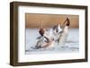 Fighting Grebes-Rien van Zuijlen-Framed Photographic Print