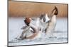 Fighting Grebes-Rien van Zuijlen-Mounted Photographic Print