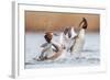 Fighting Grebes-Rien van Zuijlen-Framed Photographic Print