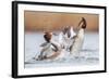 Fighting Grebes-Rien van Zuijlen-Framed Photographic Print