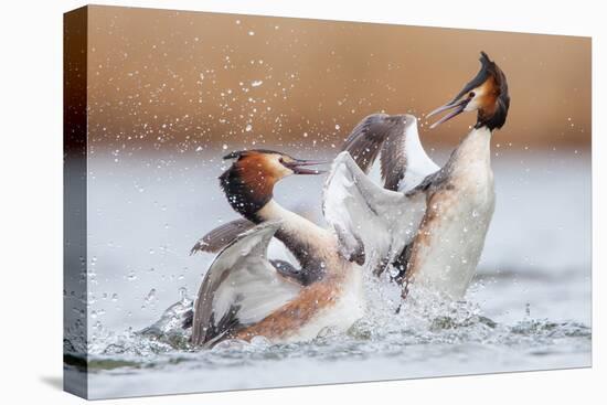 Fighting Grebes-Rien van Zuijlen-Stretched Canvas