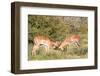 Fighting Impalas-Circumnavigation-Framed Photographic Print