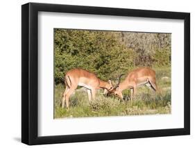 Fighting Impalas-Circumnavigation-Framed Photographic Print