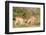 Fighting Impalas-Circumnavigation-Framed Photographic Print