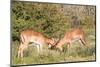 Fighting Impalas-Circumnavigation-Mounted Photographic Print