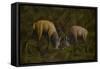 Fighting Stags, 2006-Richard Pomeroy-Framed Stretched Canvas