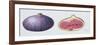 Figs, 1995-Margaret Ann Eden-Framed Giclee Print