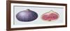 Figs, 1995-Margaret Ann Eden-Framed Giclee Print