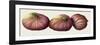 Figs, 2001-Annabel Barrett-Framed Giclee Print