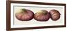 Figs, 2001-Annabel Barrett-Framed Giclee Print