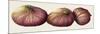 Figs, 2001-Annabel Barrett-Mounted Giclee Print