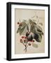 Figs and Cherries, 1747-Georg Dionysius Ehret-Framed Giclee Print