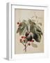 Figs and Cherries, 1747-Georg Dionysius Ehret-Framed Giclee Print