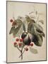 Figs and Cherries, 1747-Georg Dionysius Ehret-Mounted Giclee Print