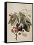 Figs and Cherries, 1747-Georg Dionysius Ehret-Framed Stretched Canvas