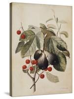 Figs and Cherries, 1747-Georg Dionysius Ehret-Stretched Canvas