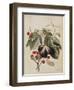 Figs and Cherries, 1747-Georg Dionysius Ehret-Framed Giclee Print