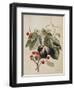 Figs and Cherries, 1747-Georg Dionysius Ehret-Framed Giclee Print