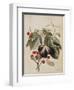 Figs and Cherries, 1747-Georg Dionysius Ehret-Framed Giclee Print