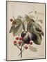 Figs and Cherries, 1747-Georg Dionysius Ehret-Mounted Giclee Print