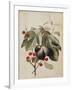 Figs and Cherries, 1747-Georg Dionysius Ehret-Framed Giclee Print