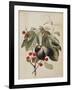 Figs and Cherries, 1747-Georg Dionysius Ehret-Framed Giclee Print