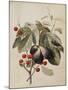 Figs and Cherries, 1747-Georg Dionysius Ehret-Mounted Giclee Print