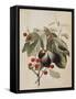 Figs and Cherries, 1747-Georg Dionysius Ehret-Framed Stretched Canvas