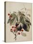 Figs and Cherries, 1747-Georg Dionysius Ehret-Stretched Canvas