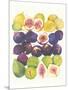 Figs and Dates-null-Mounted Art Print