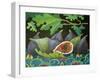 Figs on Black, 2014-Jennifer Abbott-Framed Giclee Print