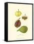 Figs-null-Framed Stretched Canvas