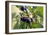 Figs-Carlos Dominguez-Framed Photographic Print