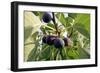 Figs-Carlos Dominguez-Framed Photographic Print