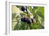 Figs-Carlos Dominguez-Framed Photographic Print