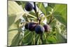 Figs-Carlos Dominguez-Mounted Photographic Print